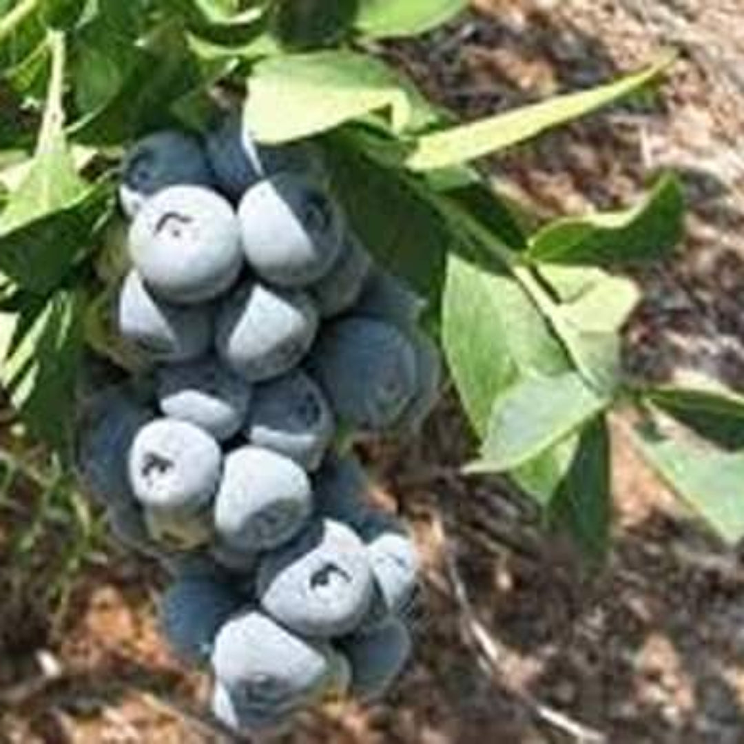 Blueberry plant with clusters of dark-blue ripe fruit and healthy leaves