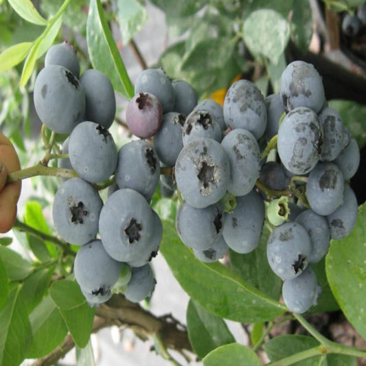 Rabbiteye blueberry bush fruit close up