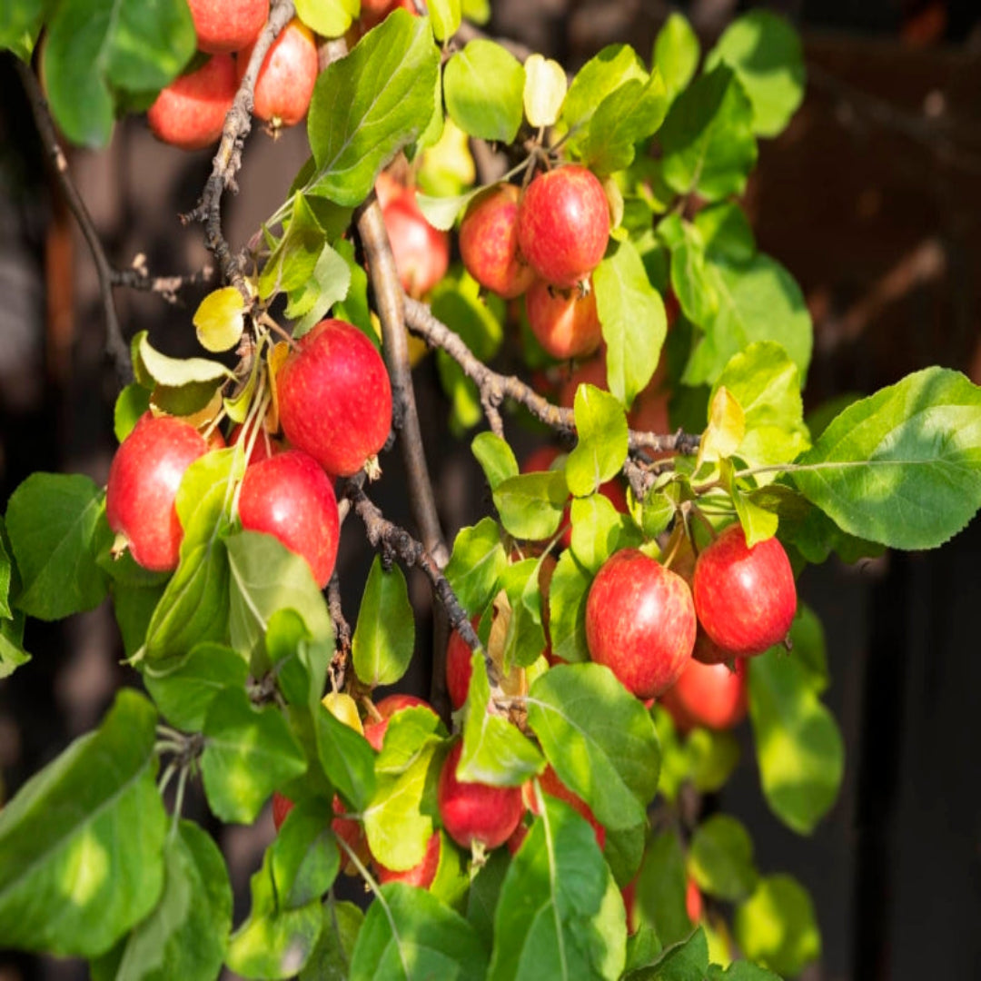 Ornamental Callaway crabapple tree with rounded canopy and healthy green leaves