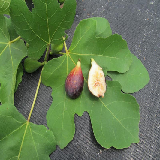 Close up of Sweet Magnolia fig fruit showing smooth skin and rich color