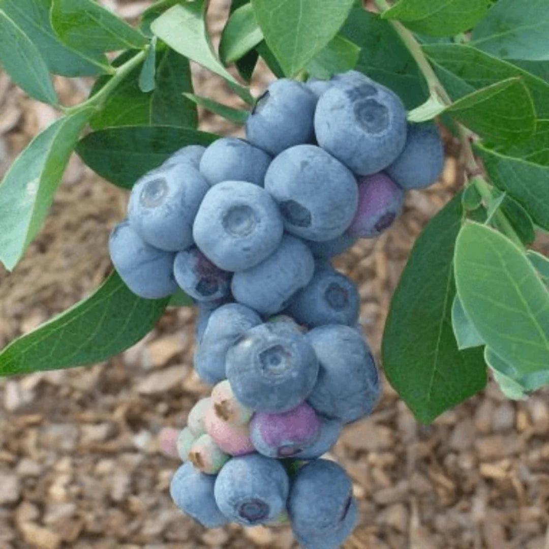Garden Titan Blueberry with fresh fruit clusters