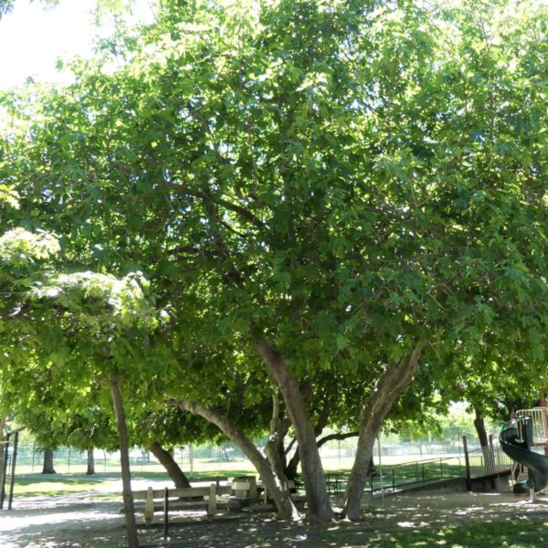 Dark fruit and foliage of Black Mission Fig Tree