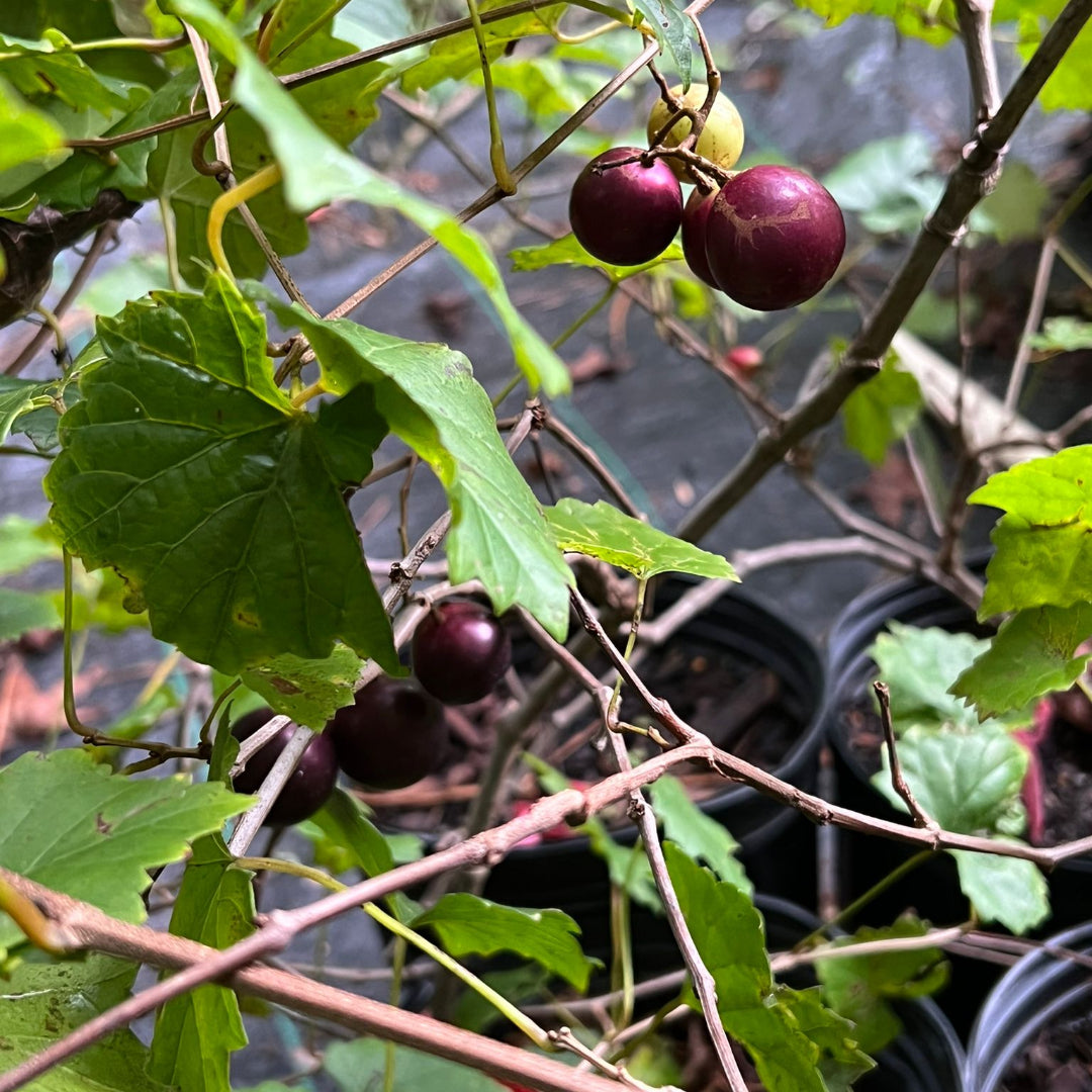 Lane Muscadine Grape Vine