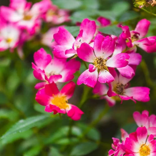 Close view highlighting delicate petals of Pink Drift Rose