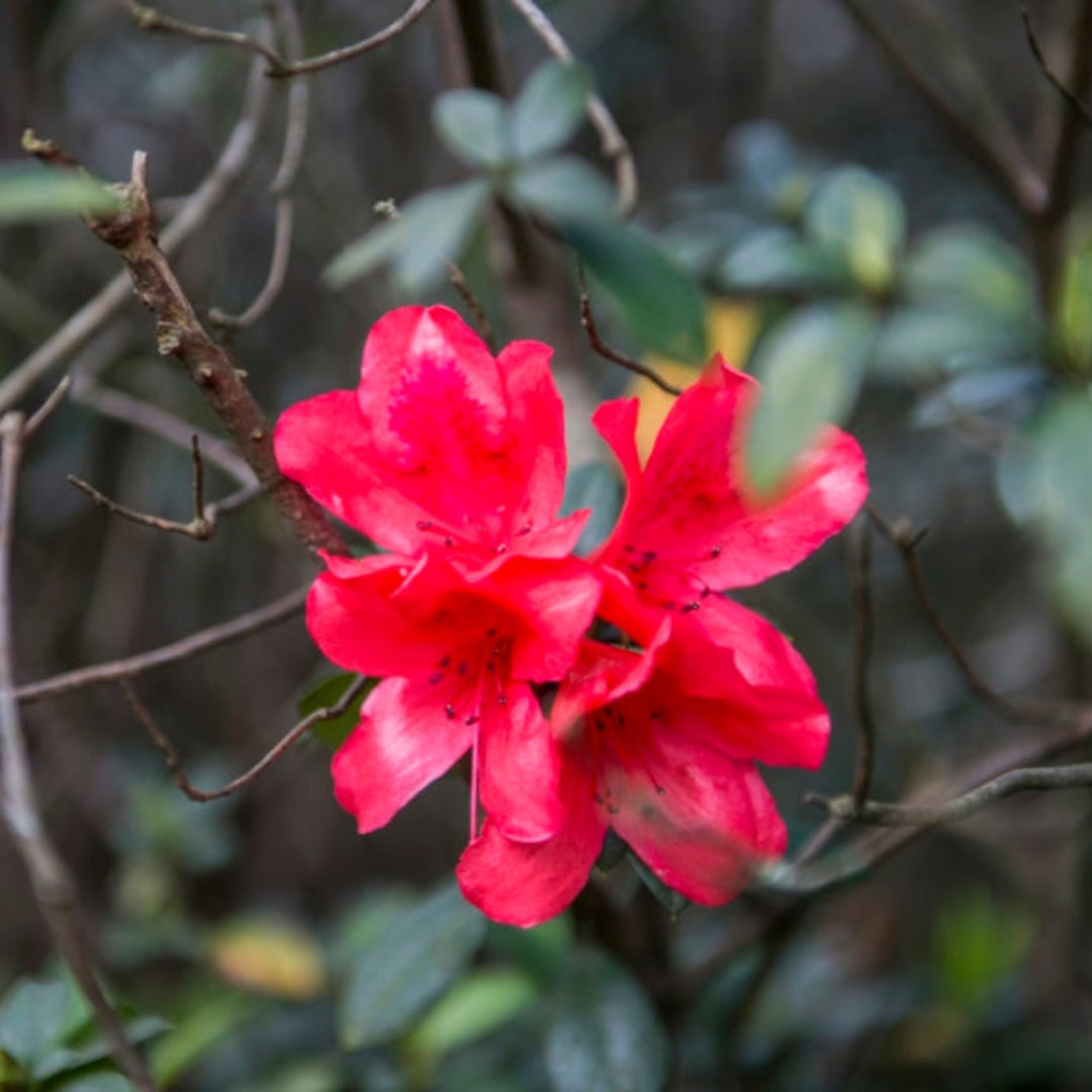 homeandgardensforless.com