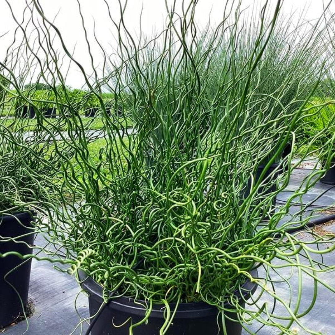 Grass Juncus effusus 'Big Twister' Corkscrew Rush – evergreen
