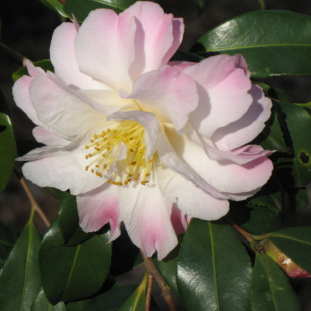Camellia Star Above Star-Stunning White Blooms
