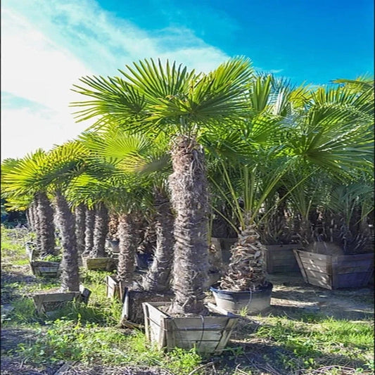 Windmill Palm Tree with fibrous trunk close-up