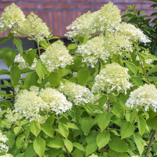 Chantilly Lace Hydrangea Shrub for Sale Beautiful Panicle Shrub