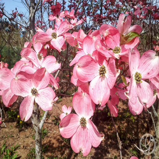 Petals and leaves of Cherokee Brave Flowering Dogwood