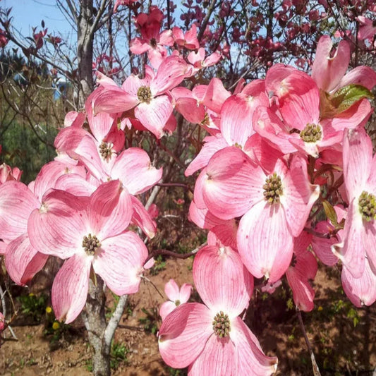 Cherokee Brave Flowering Dogwood in container
