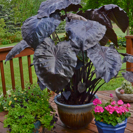 Royal Hawaiian Black Coral Elephant Ear – shrub