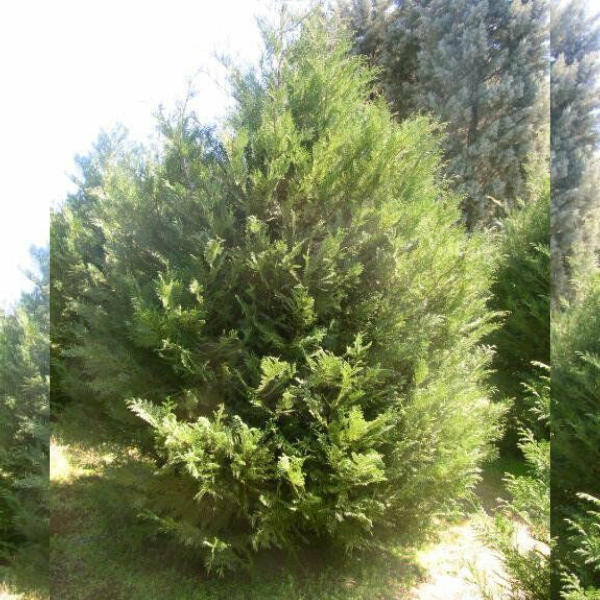 Arizona Sapphire Cypress Tree in nursery pot
