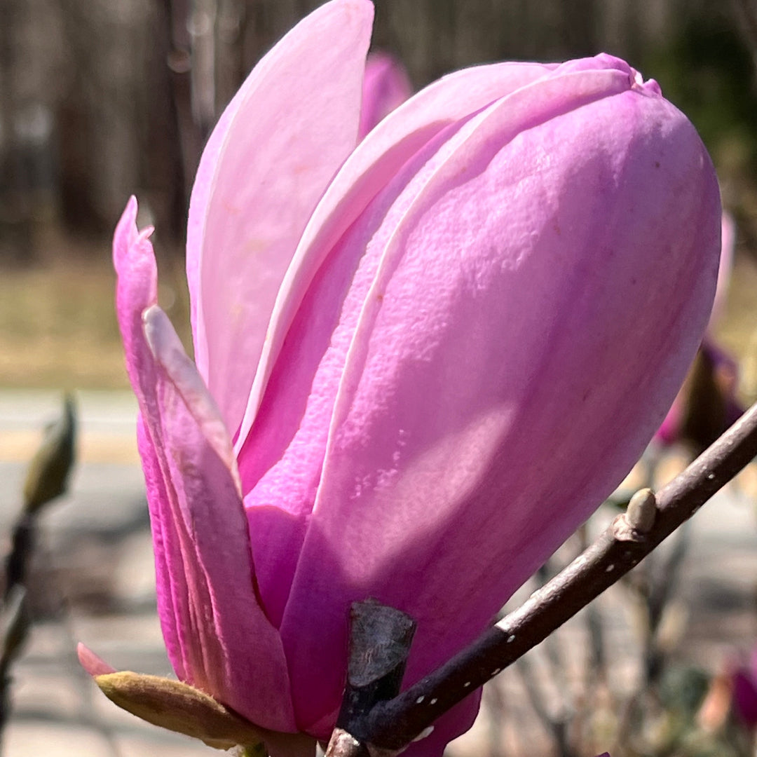 Jane Magnolia Flowering Shrub in Full Bloom