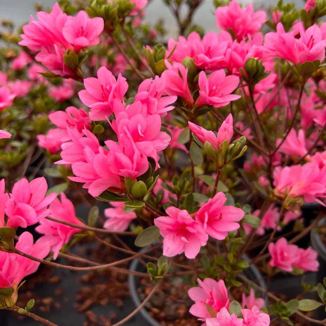 Close-up of heuchera Coral Bells leaves with rich color patterns