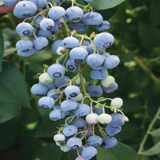 Fresh blueberries growing on Ochlockonee bush