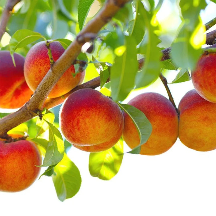 Belle of Georgia Peach Tree – Juicy White-Flesh Southern Peach (Prunus persica)