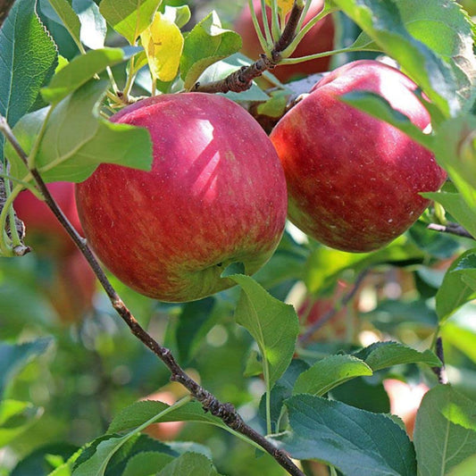 Harvest-ready Fuji apples known for sweet flavor and firm, juicy flesh