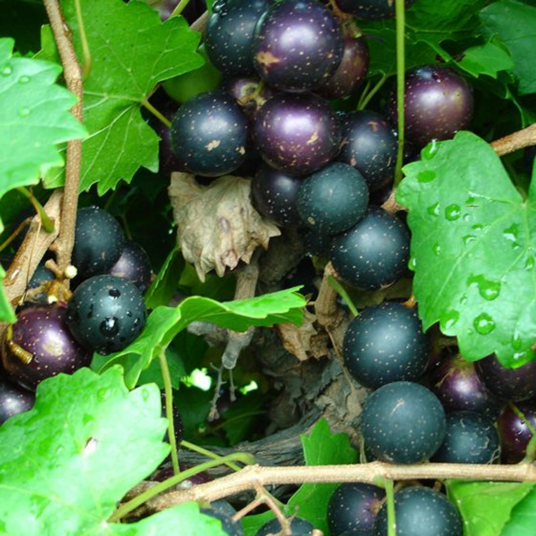 Dark purple muscadine grapes ripen on the wine during the harvest season