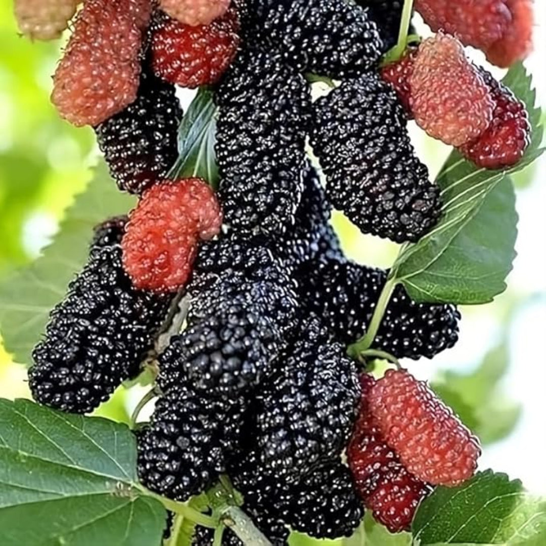Mulberries displayed after harvesting from a Dwarf Everbearing Mulberry plant