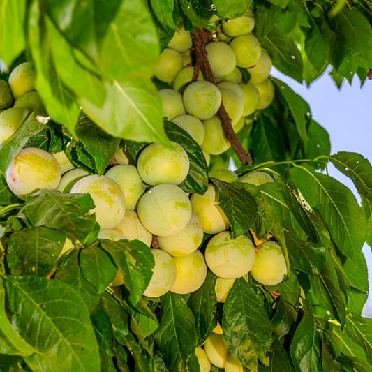 Green Gage Plum Tree Bears Large Crops of Yellowish Green – fruit plant