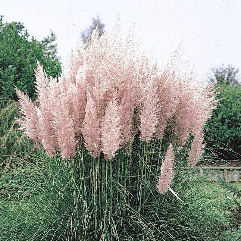 Pink Pampas Grass – Spectacular Pink Plumes | Cortaderia | Zones 6–11 live plant for landscaping and home gardens
