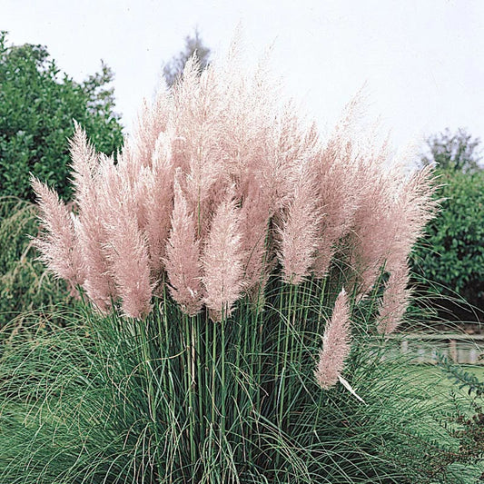 Pink Pampas Grass – Spectacular Pink Plumes | Cortaderia | Zones 6–11 live plant for landscaping and home gardens