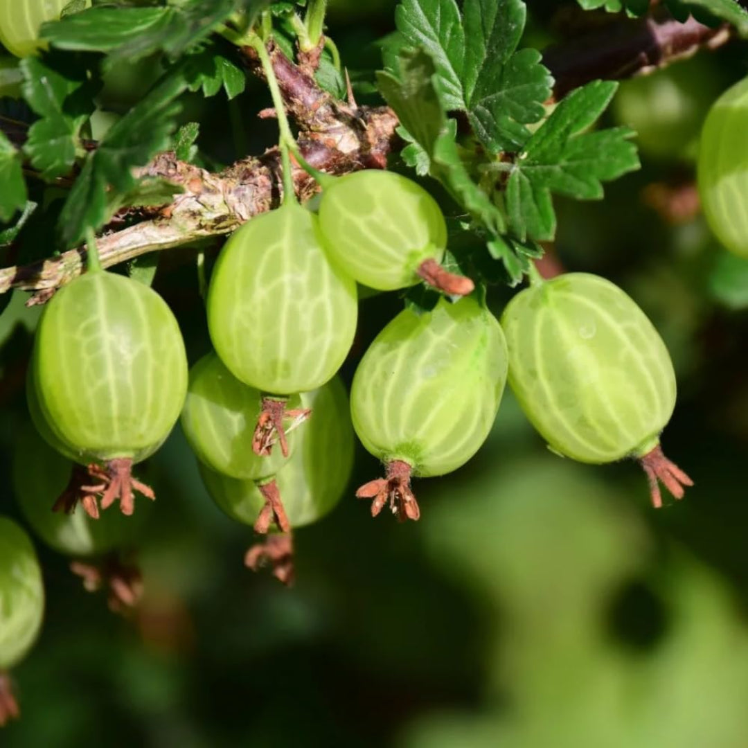 Picked gooseberries arranged in a basket for kitchen use
