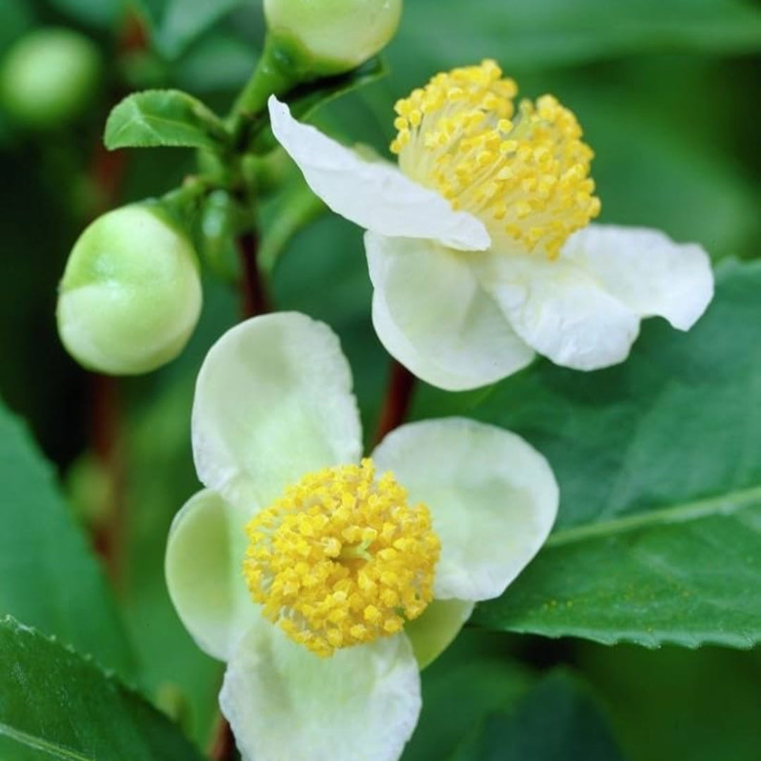 Camellia Sinensis Tea Breeze – flowering shrub