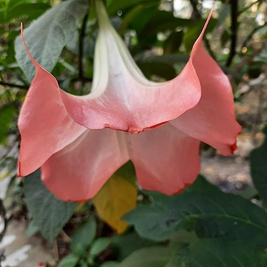 Close up of pink trumpet flowers