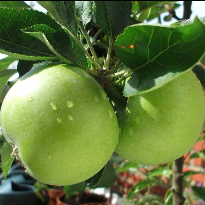 Granny Smith Apple Tree – Crisp Tart Green Apple (Malus domestica 'Granny Smith')