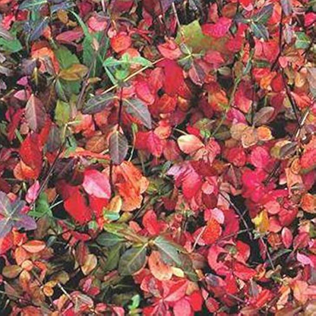 Euonymus fortunei Coloratus foliage detail