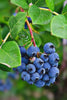 Blueberry