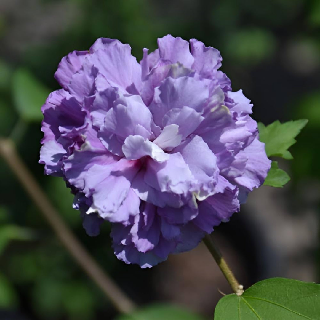Tropical hibiscus Blueberry Smoothie flower with rich blue purple color