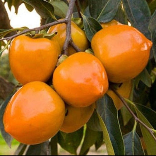 Persimmon tree with developing fruit and dense green foliage