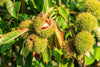 Chinese Chestnut