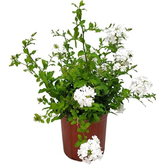 Miniature white azalea plant in full bloom with tidy, rounded growth habit
