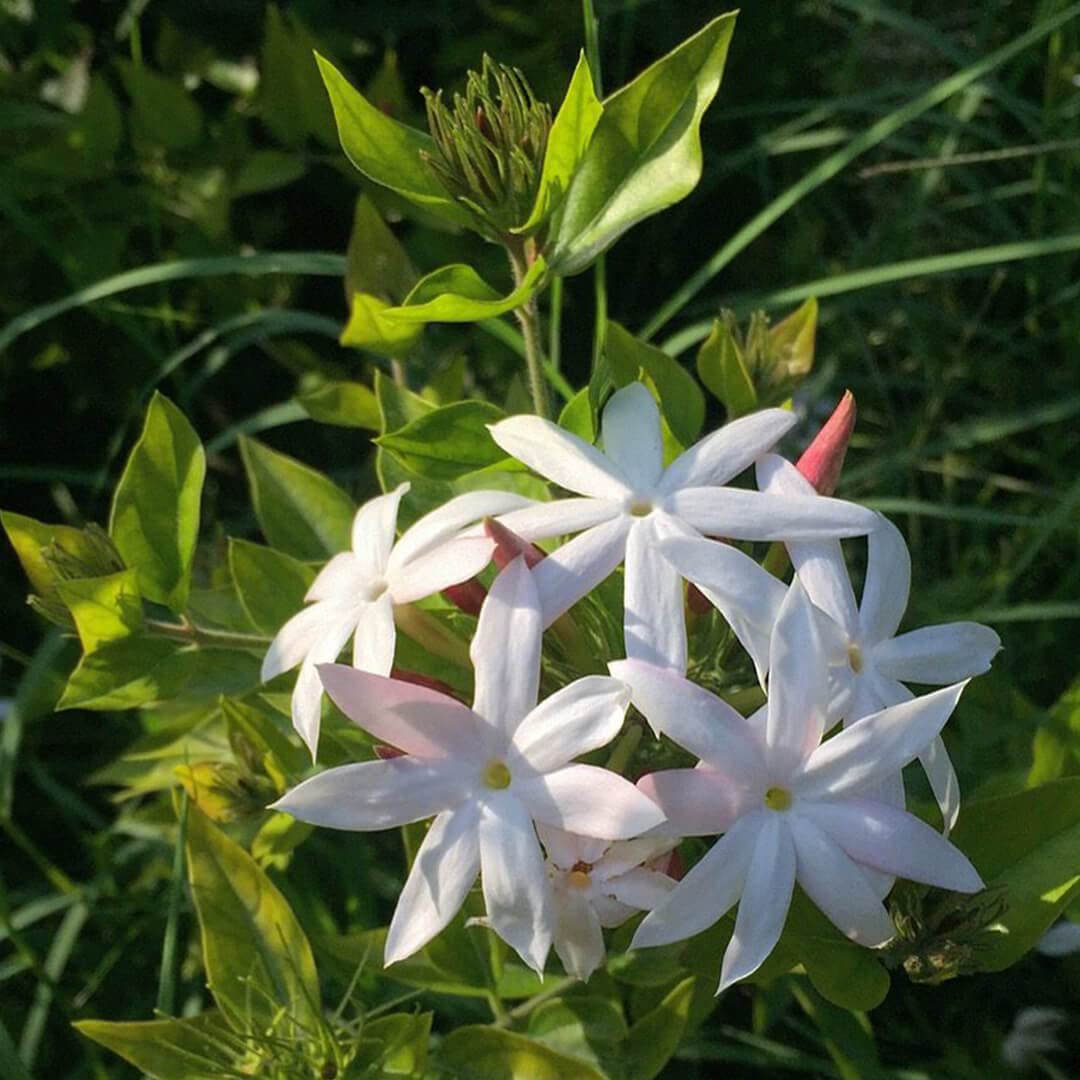 Close-up of blooming Star Jasmine showcasing star-shaped white flowers