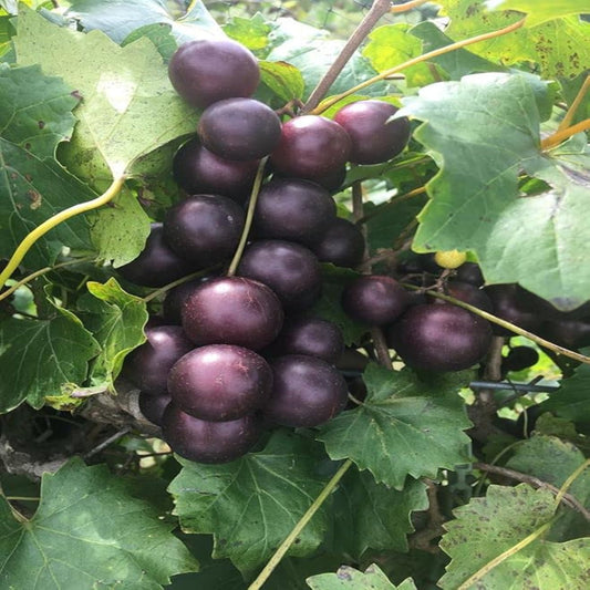 Ripe Fry Muscadine grapes on vine