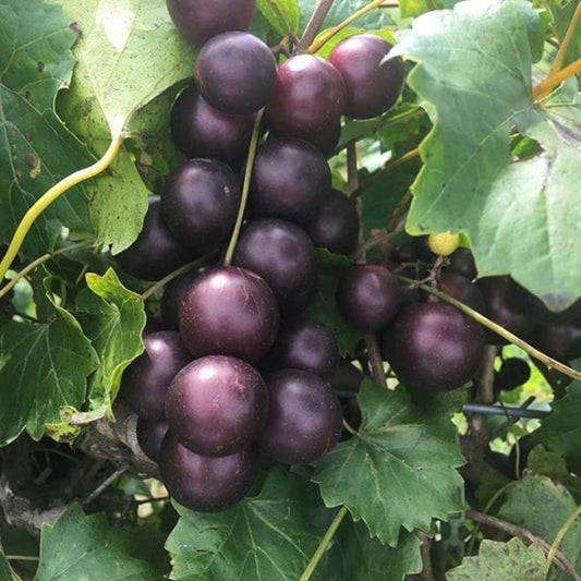 Healthy Black Fry Muscadine Grape fruit bunch