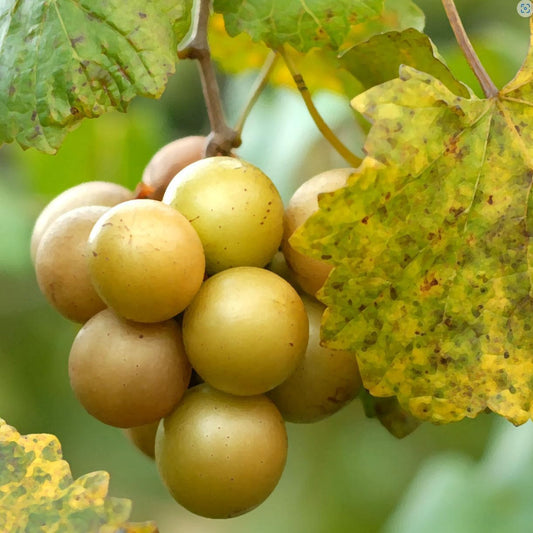 Fry Muscadine Vine Shrub with ripe grapes