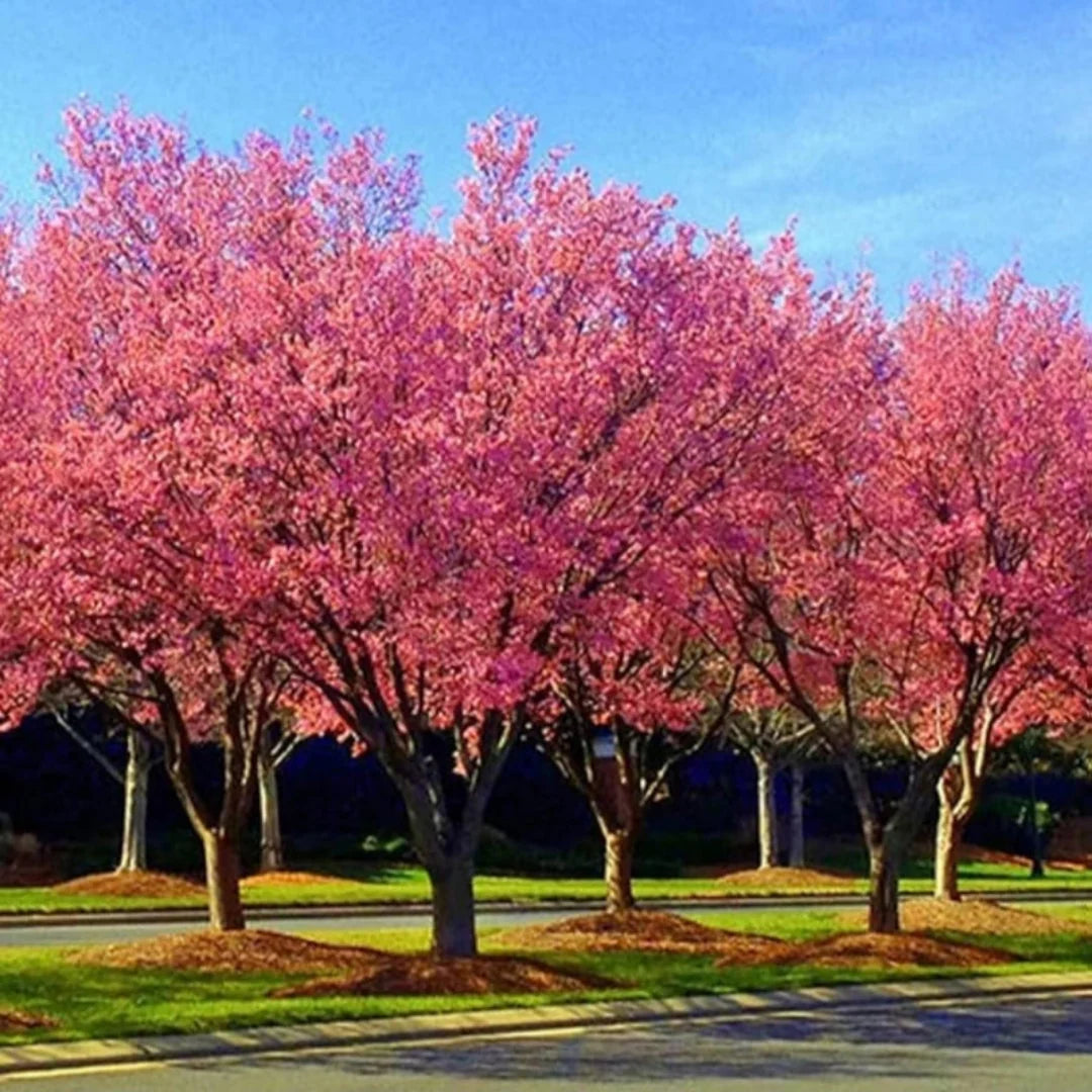 Okame Cherry Tree planted in a garden with vibrant pink blooms