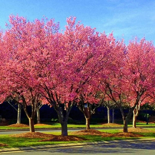 Okame Cherry Tree planted in a garden with vibrant pink blooms