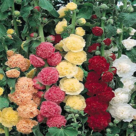 Alcea rosea ‘Chater's Double Mix’ – flowering perennial