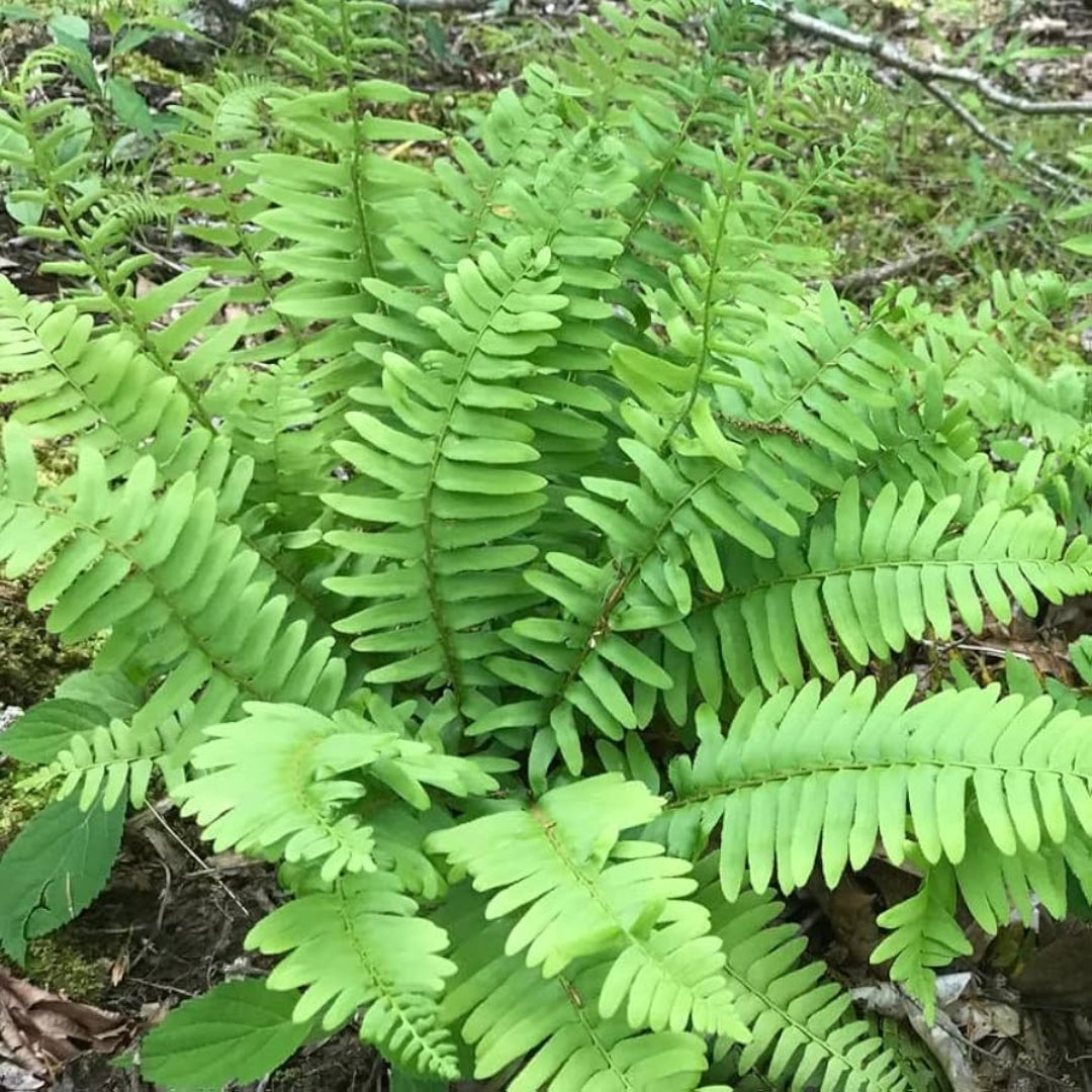 Christmas fern live plant natural woodland garden display
