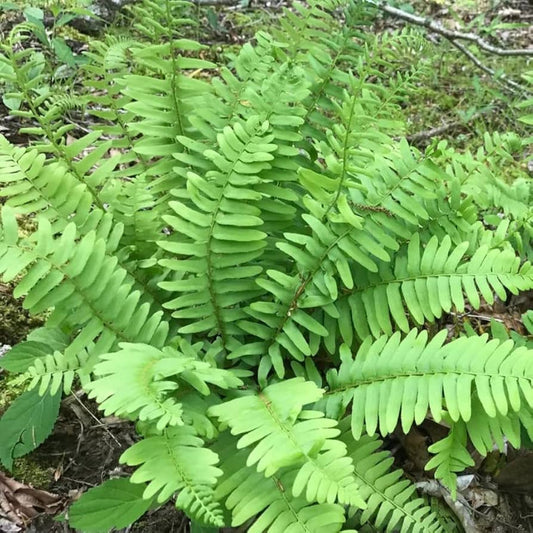 Christmas fern live plant natural woodland garden display