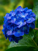 Hydrangeas