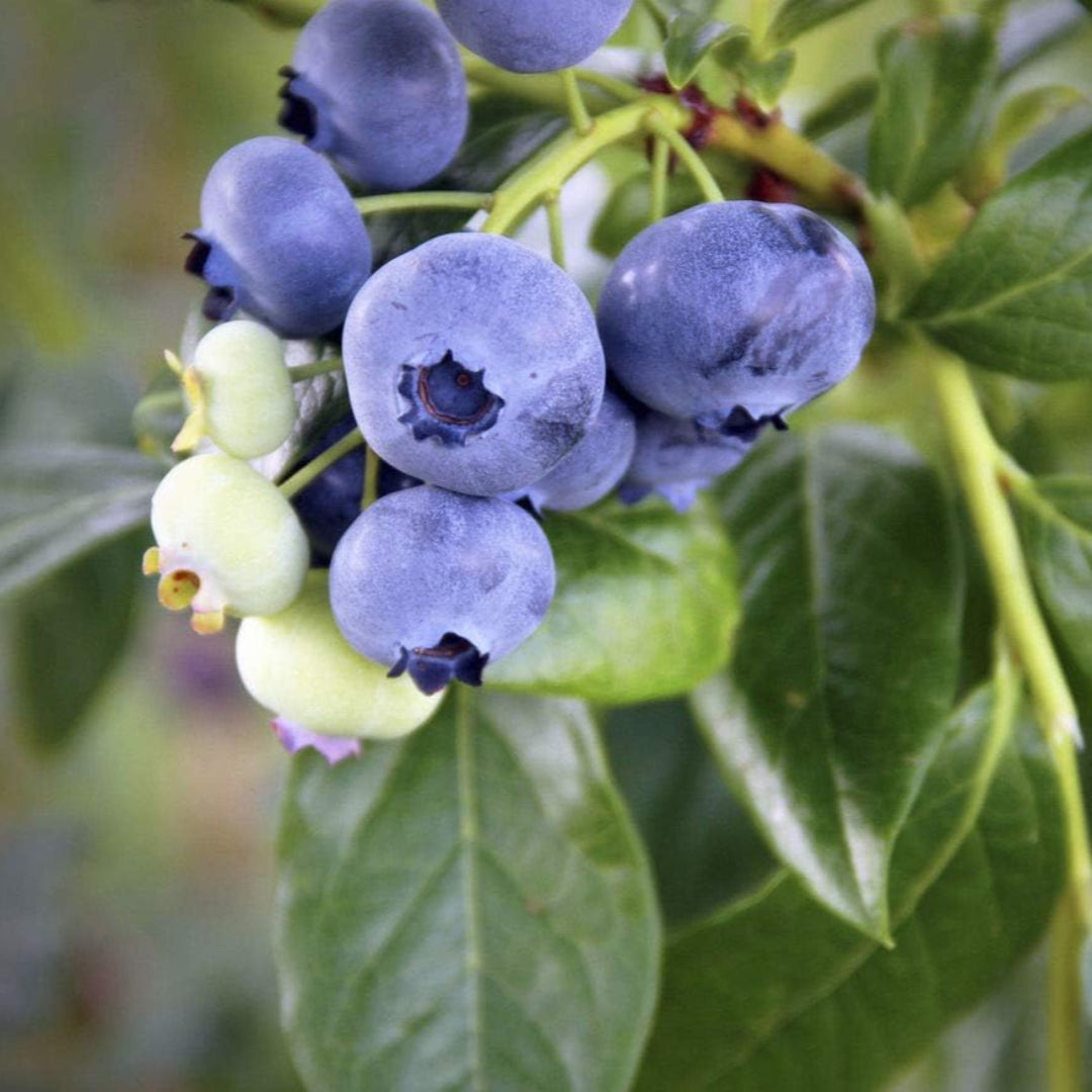 Freshly harvested blueberries in a bowl ready for eating