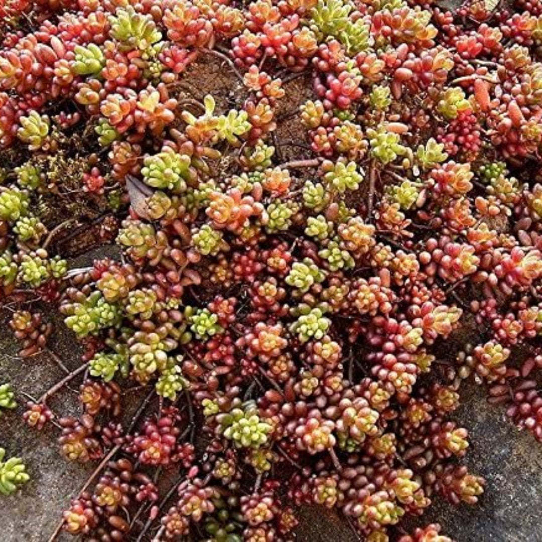 (10 Count Flat/4.5 Inch Pots) Sedum Album 'Coral Carpet' Stonecrop