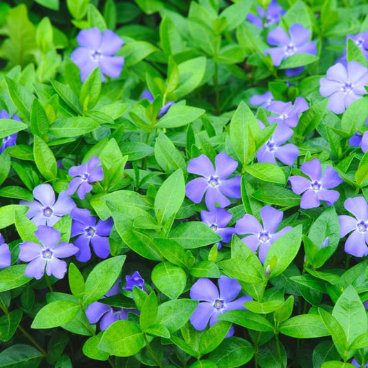 Vinca minor ‘Illumination’ (Lesser Periwinkle) (10)ct Flat of 4" pot – groundcover